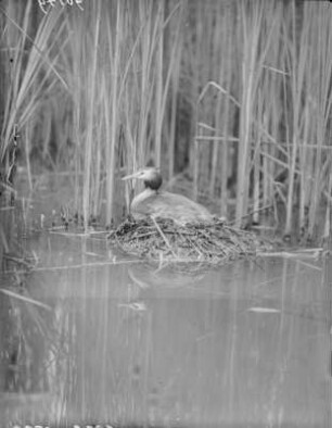 Haubentaucher : Ein brütender Haubentaucher (Podiceps cristatus Linnaeus).