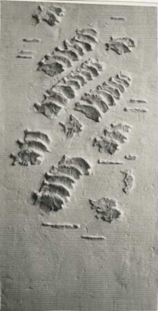 Wandrelief Fische im Schwarm: Modell