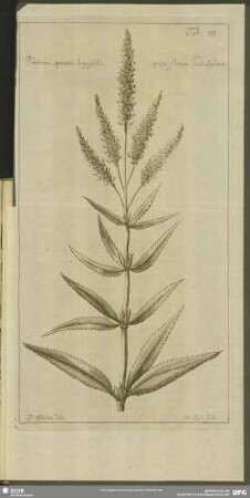 Tab: III. Veronica spicata longifolia spicis florum candidissimis