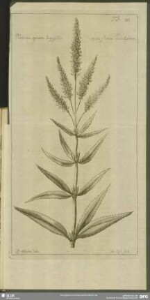 Tab: III. Veronica spicata longifolia spicis florum candidissimis