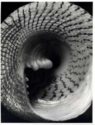 Trochus maculatus L., Südsee