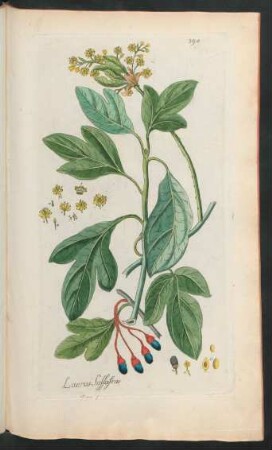 394. Laurus sassafras