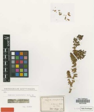 Asperula tournefortii Sieber ex Spreng. [type]