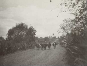Lamatrupp auf dem Camino real
