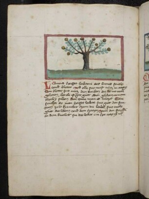 Baum (Strauch): Laurus (Laurus nobilis / Lauraceae) / Lorbeerbaum