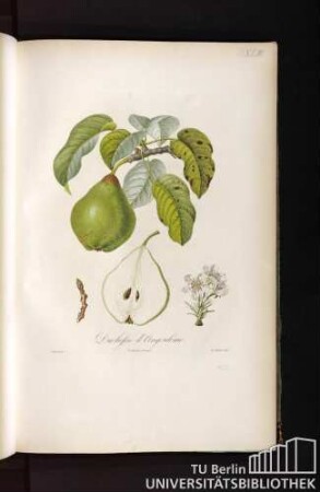 Pl. XLIII. Duchesse d'Angoulême.