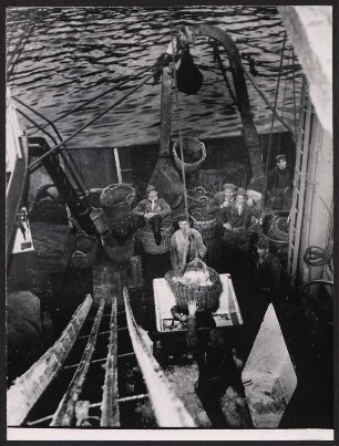 Beim Löschen des frischen Fangs am Fischereihafen Hamburg-Altona