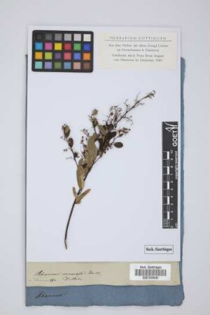 Rhamnus racemosa