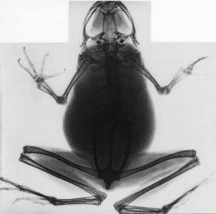 Röntgenaufnahme, Frosch (Leppin & Masche) : Technikgeschichte | Physik | Elektrizität | Röntgenstrahlen
