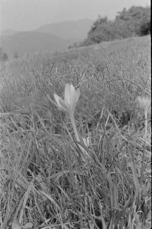 Čičmany. Akt-Pleinair 1980. Herbstzeitlose (Colchicum autumnale) auf einer Wiese