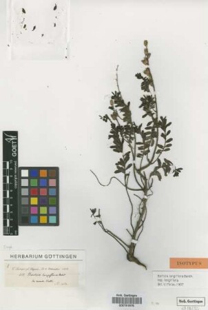 Bartsia longiflora Benth. subsp. longiflora Benth.[isotype]