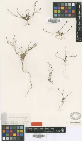 Silene pinetorum Boiss. ex Heldr. [type]