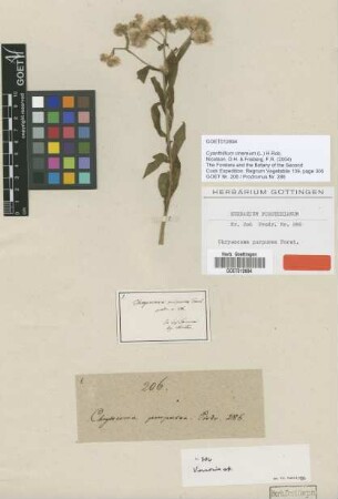 Chrysocoma purpurea G.Forst. [type]