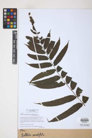 Bolbitis serratifolia (Mertens) Schott, 1834