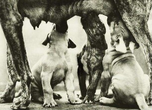 Gefleckte Doggen