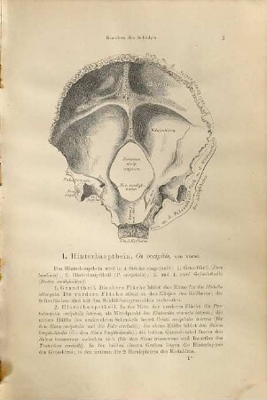 Die descriptive und topographische Anatomie des Menschen