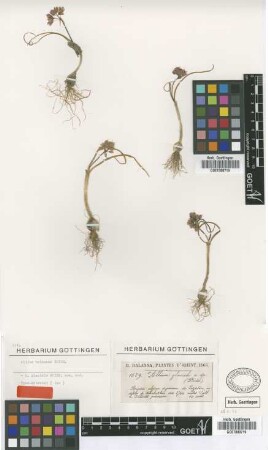 Allium balansae Boiss. [isotype]