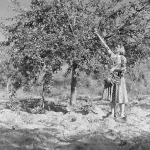 Landleben in den bulgarischen Rhodopen. Frau bei der Apfelernte