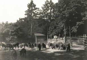 Wildfütterung im Wildgehege in Moritzburg