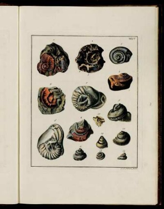 Tab. V. [Beschreibung und Abbildung.]