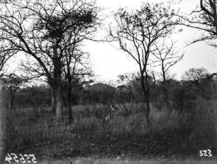 Löwin : Löwin in Savannenlandschaft im Krüger-Nationalpark.