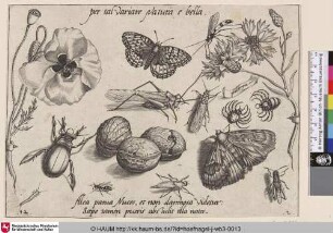 [Insekten, Pflanzen und Früchte mit Heuschrecke im Zentrum]