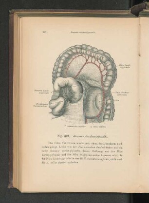 Fig. 320. Recessus duodenojejunalis.