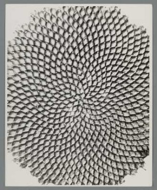 Sonnenblume, Blütenboden mit Samen (Helianthus annuus)