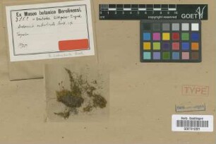 Bartramia subrobusta Broth. [type]