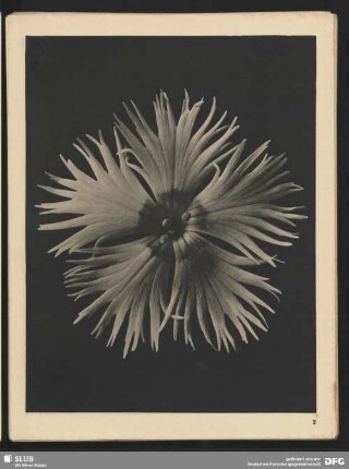 Dianthus plumarius - Federnelke (8mal vergrößert)