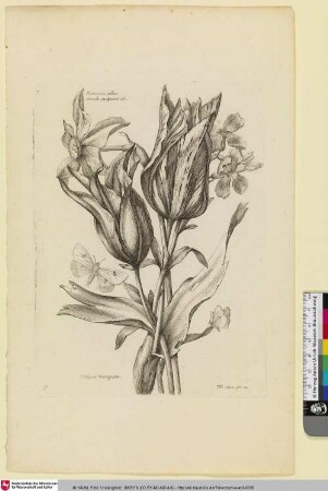 Narcissus albus circulo purpureo B.; Tulipae Variegatae