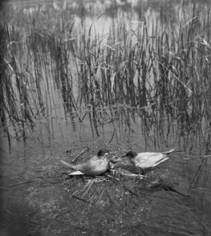 Trauerseeschwalbenpärchen : Trauerseeschwalbenpärchen (Childonias niger Linnaeus), Jungvogel wird gefüttert.