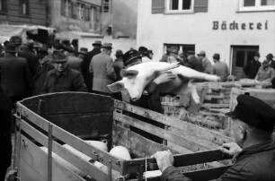 Biberach: Schweinemarkt, beladen von Ferkeln