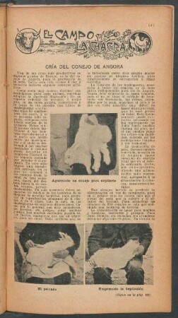 Cría del conejo de Angora : El campo y la chacra