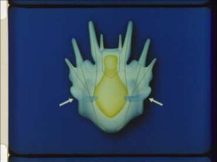 Development in the Sea Urchin (Psammechinus miliaris) - Differentiation of the Coelom
