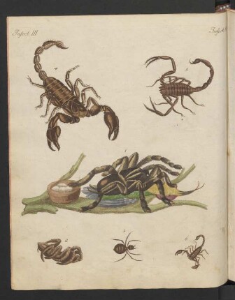 Schaedliche Insecten aus heissen Ländern.