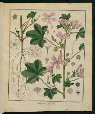 11r, Malva Sylvestris
