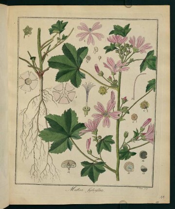 11r, Malva Sylvestris