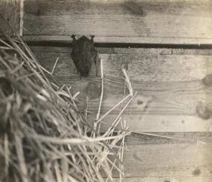 Frühfliegende Fledermaus (Großer Abendsegler, Nyctalus noctula SCHREB.), während des Tagschlafes