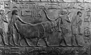 Relief mit Vorführung von Rindern und Geflügel : Sakkara. Mastaba des Ptahhotep. Relief mit Vorführung von Rindern und Geflügel an der Ostwand der Opferkammer (2475ante/2345ante)