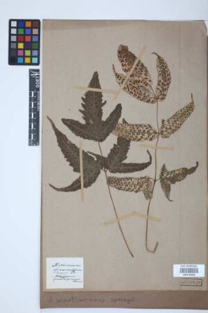 Aspidium martinicense Spreng.