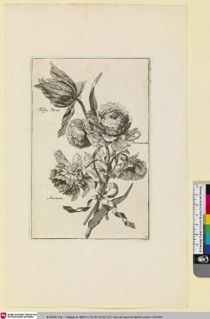 Tulipe Variee; Rernoncules; Anemone