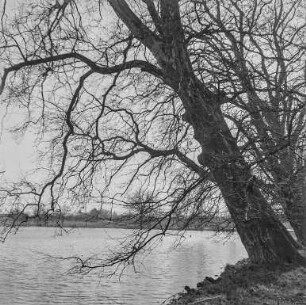 Niedergurig (Teiche) : Fischteich bei Niedergurig