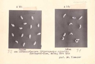 Foto Larven und Puppen des Dickmaulrüsslers