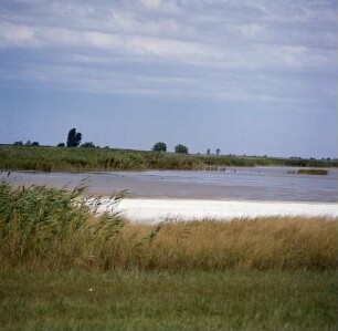Burgenland. Seewinkel. Neusiedler See. Ufer mit Salzlake