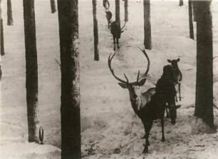 Rothirsch (Cervus elaphus L.) im Winter