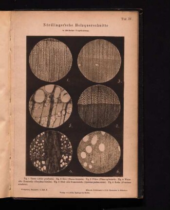 Nördlinger´sche Holzquerschnitte in 200 facher Vergrösserung.