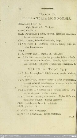 Classis IV. Tetrandria Monogynia