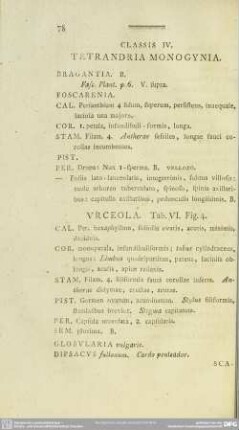 Classis IV. Tetrandria Monogynia