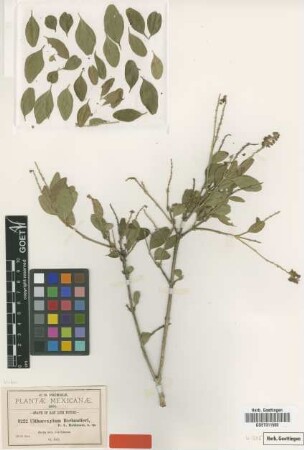 Citharexylum berlandieri B.L.Rob. [isotype]
